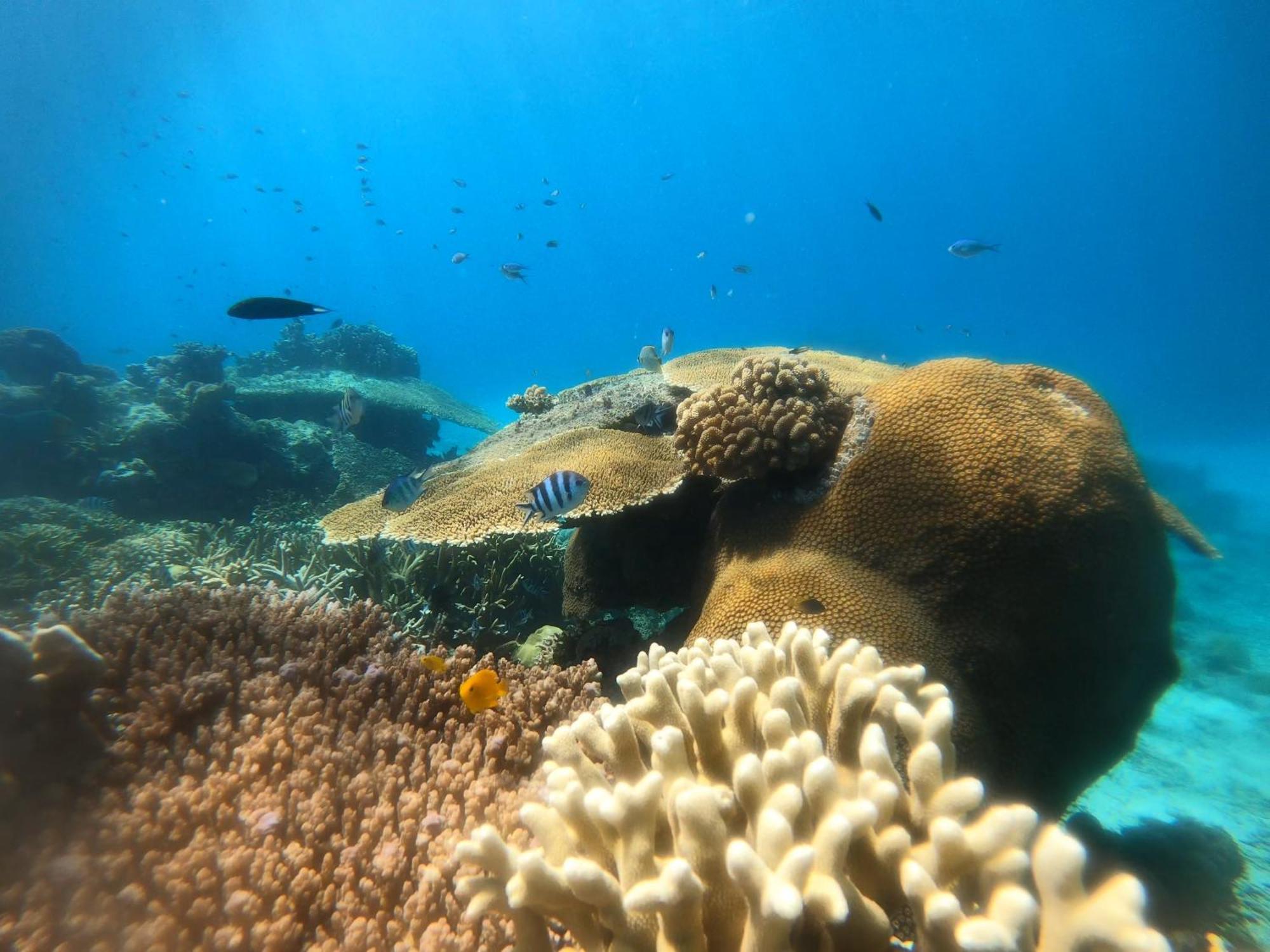 Natuna Dive Resort Ранай Екстериор снимка